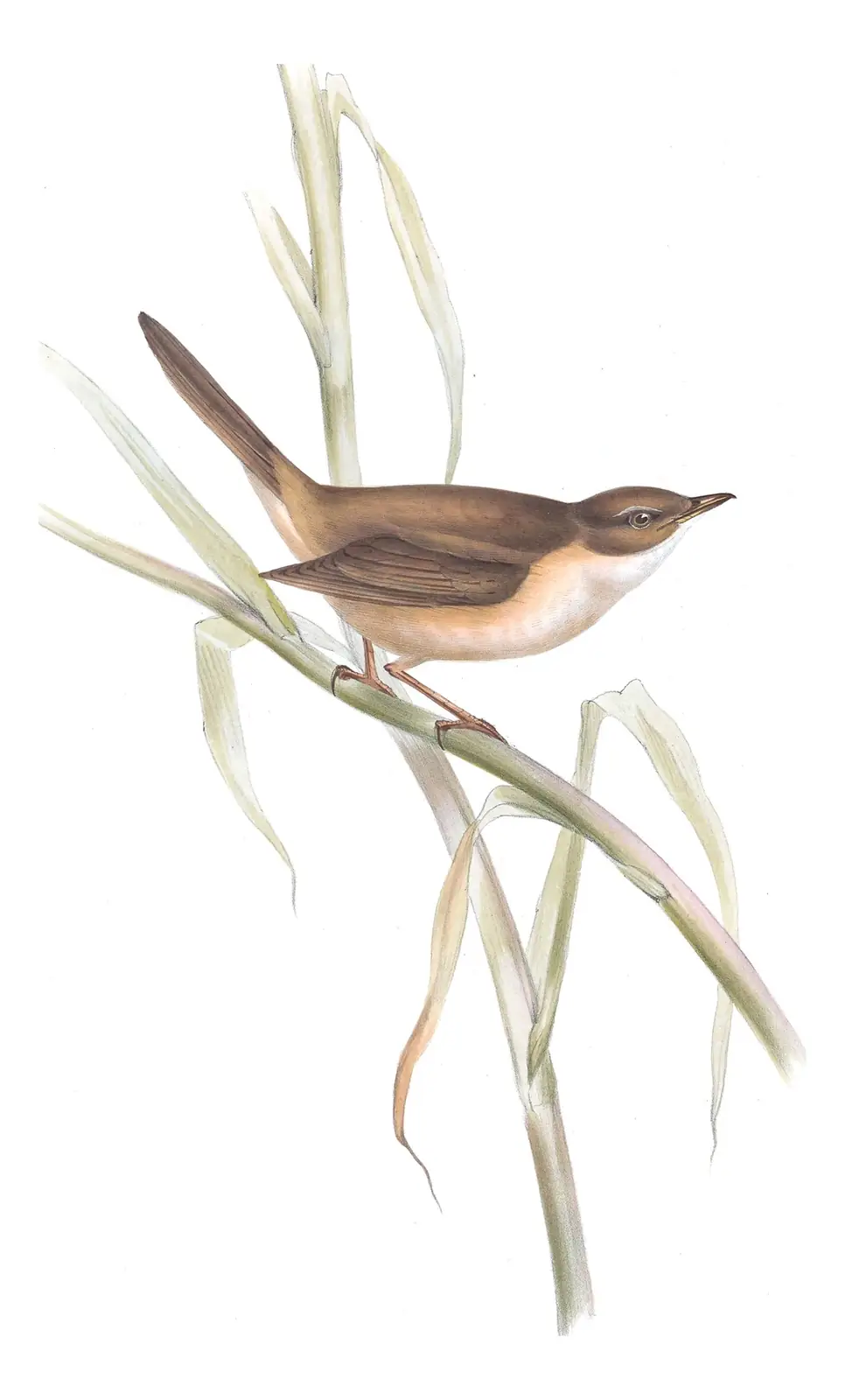 Plate 106 of Gould's The Birds of Europe: Great Reed Warbler (Acrocephalus arundinaceus)