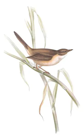 Plate 106 of Gould's The Birds of Europe: Great Reed Warbler (Acrocephalus arundinaceus)