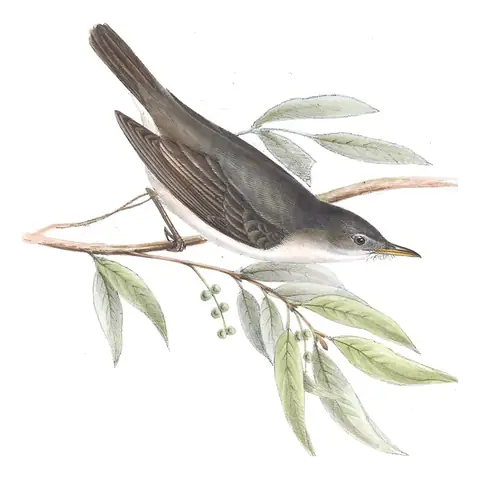 Plate 107 of Gould's The Birds of Europe: Olive-tree Warbler (Hippolais olivetorum)