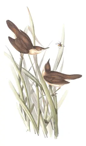 Plate 108 of Gould's The Birds of Europe: Common Reed Warbler (Acrocephalus scirpaceus)