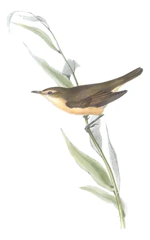 Plate 109 of Gould's The Birds of Europe: Marsh Warbler (Acrocephalus palustris)