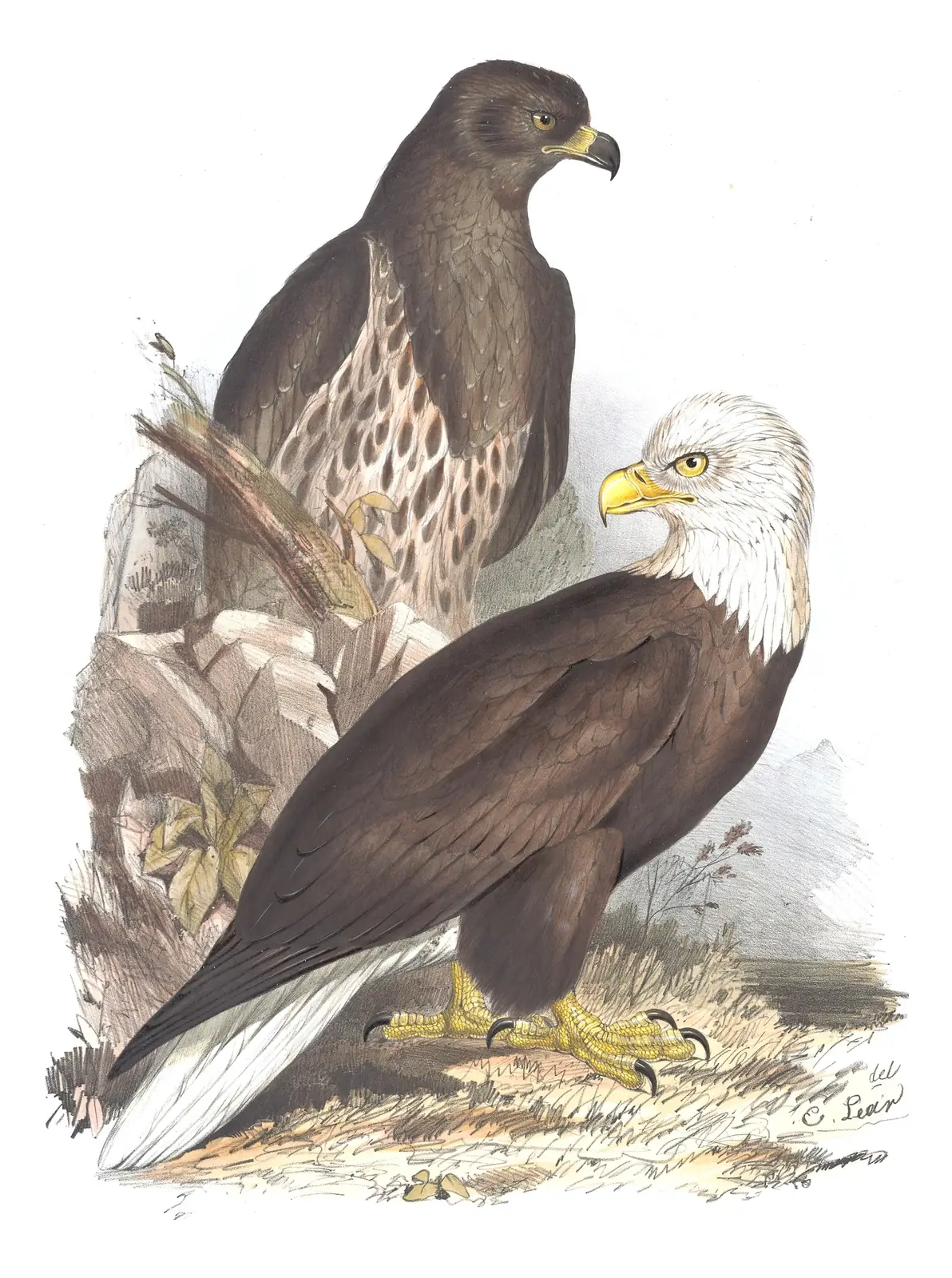 Plate 11 of Gould's The Birds of Europe: Bald Eagle (Haliaeetus leucocephalus)