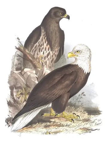 Plate 11 of Gould's The Birds of Europe: Bald Eagle (Haliaeetus leucocephalus)