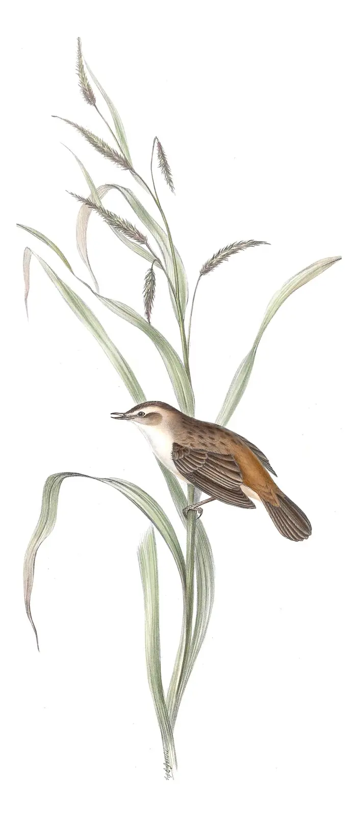 Plate 110 of Gould's The Birds of Europe: Sedge Warbler (Acrocephalus schoenobaenus)