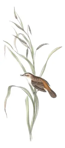 Plate 110 of Gould's The Birds of Europe: Sedge Warbler (Acrocephalus schoenobaenus)