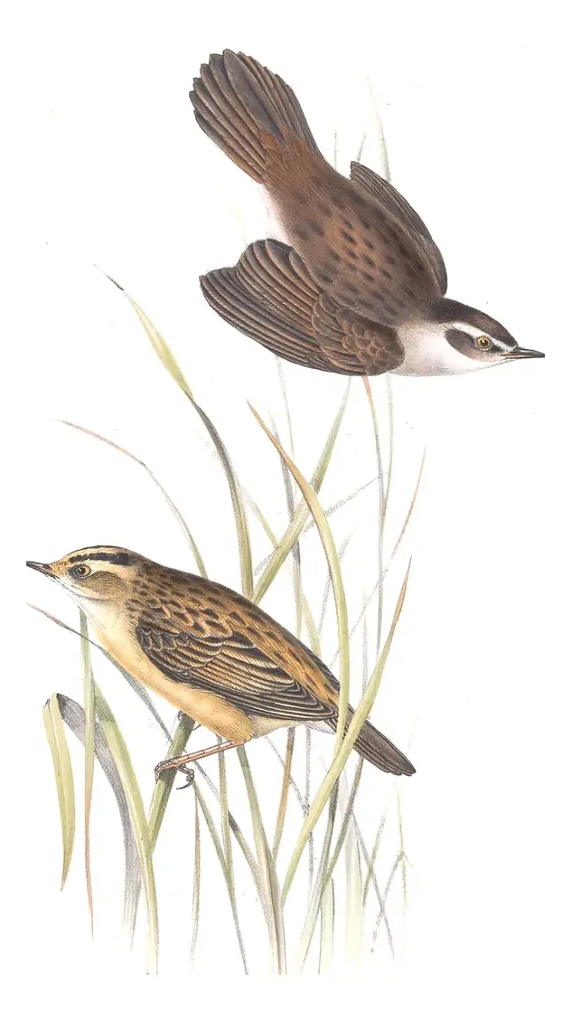Plate 111 of Gould's The Birds of Europe: Moustached Warbler (Acrocephalus melanopogon) and Aquatic Warbler (Acrocephalus paludicola)