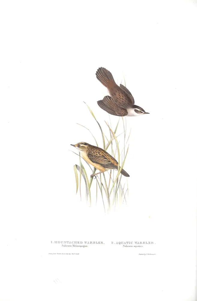 The whole sheet of plate 111, with its engraved caption