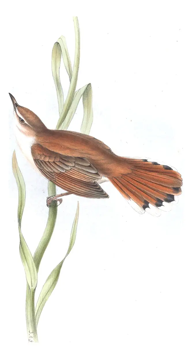 Plate 112 of Gould's The Birds of Europe: Rufous-tailed Scrub-Robin (Cercotrichas galactotes)