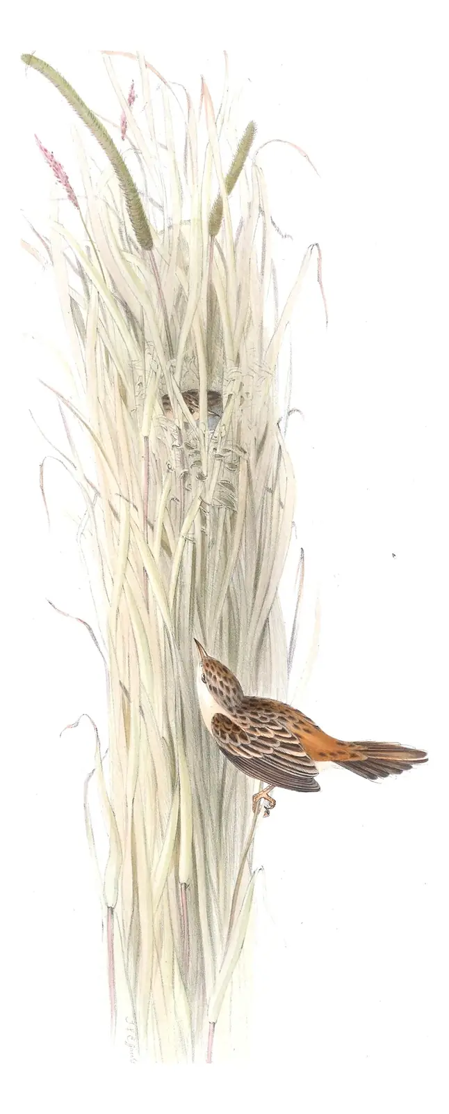 Plate 113 of Gould's The Birds of Europe: Zitting Cisticola (Cisticola juncidis)