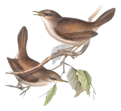 Plate 114 of Gould's The Birds of Europe: Cetti's Warbler (Cettia cetti)