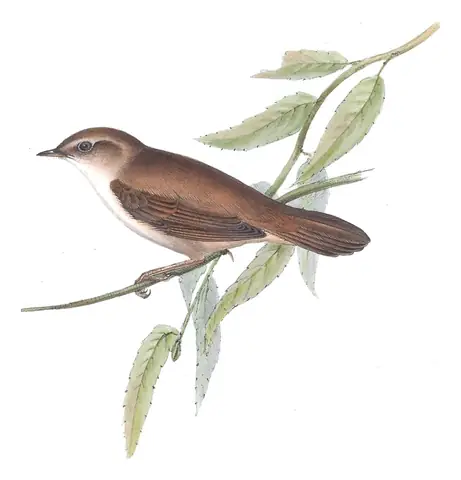 Plate 115 of Gould's The Birds of Europe: Cetti's Warbler (Cettia cetti)