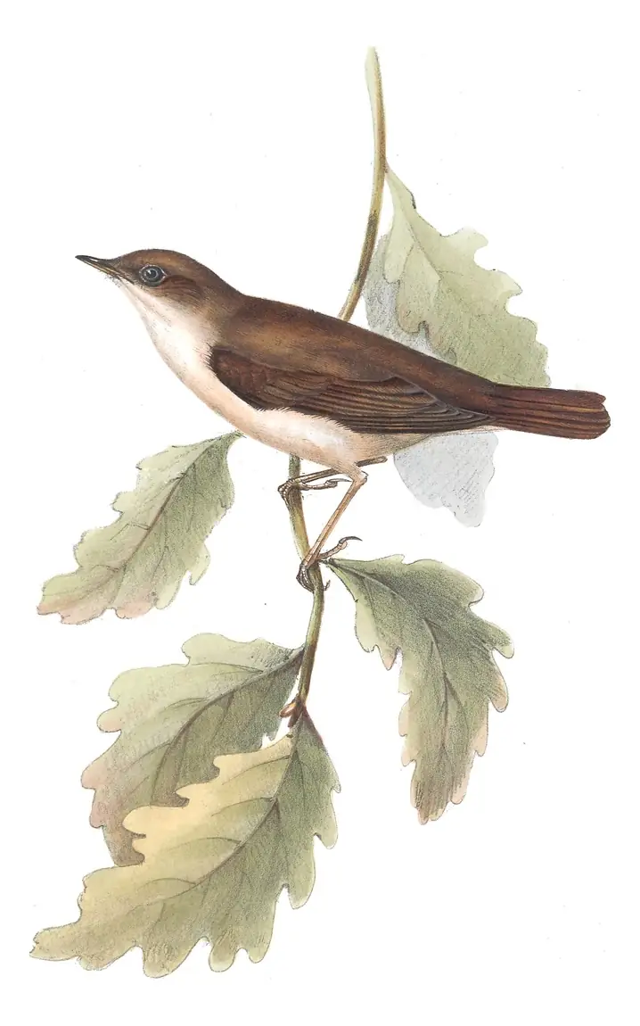Plate 116 of Gould's The Birds of Europe: Common Nightingale (Luscinia megarhynchos)