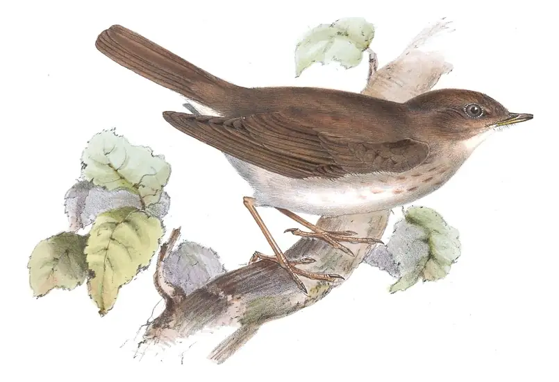 Plate 117 of Gould's The Birds of Europe: Thrush Nightingale (Luscinia luscinia)