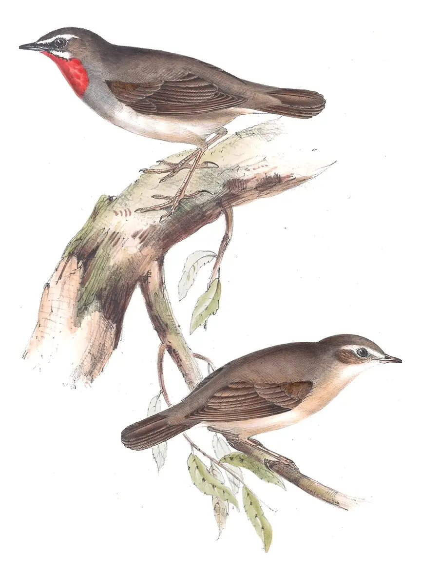 Plate 118 of Gould's The Birds of Europe: Siberian Rubythroat (Calliope calliope)