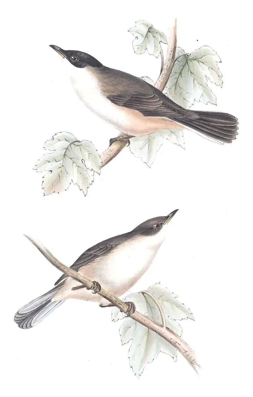 Plate 119 of Gould's The Birds of Europe: Western Orphean Warbler (Curruca hortensis)