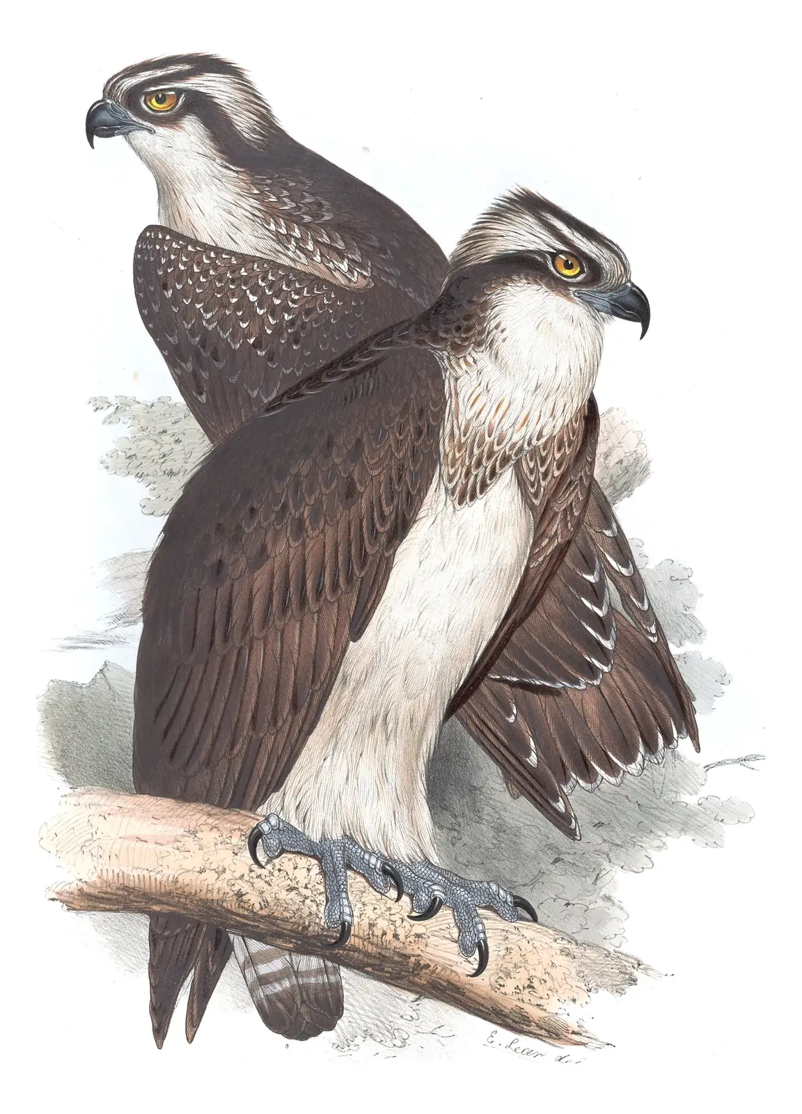 Plate 12 of Gould's The Birds of Europe: Osprey (Pandion haliaetus)