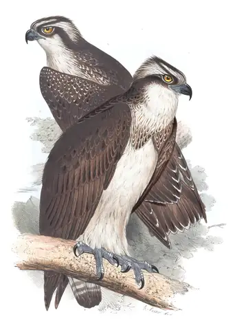 Plate 12 of Gould's The Birds of Europe: Osprey (Pandion haliaetus)