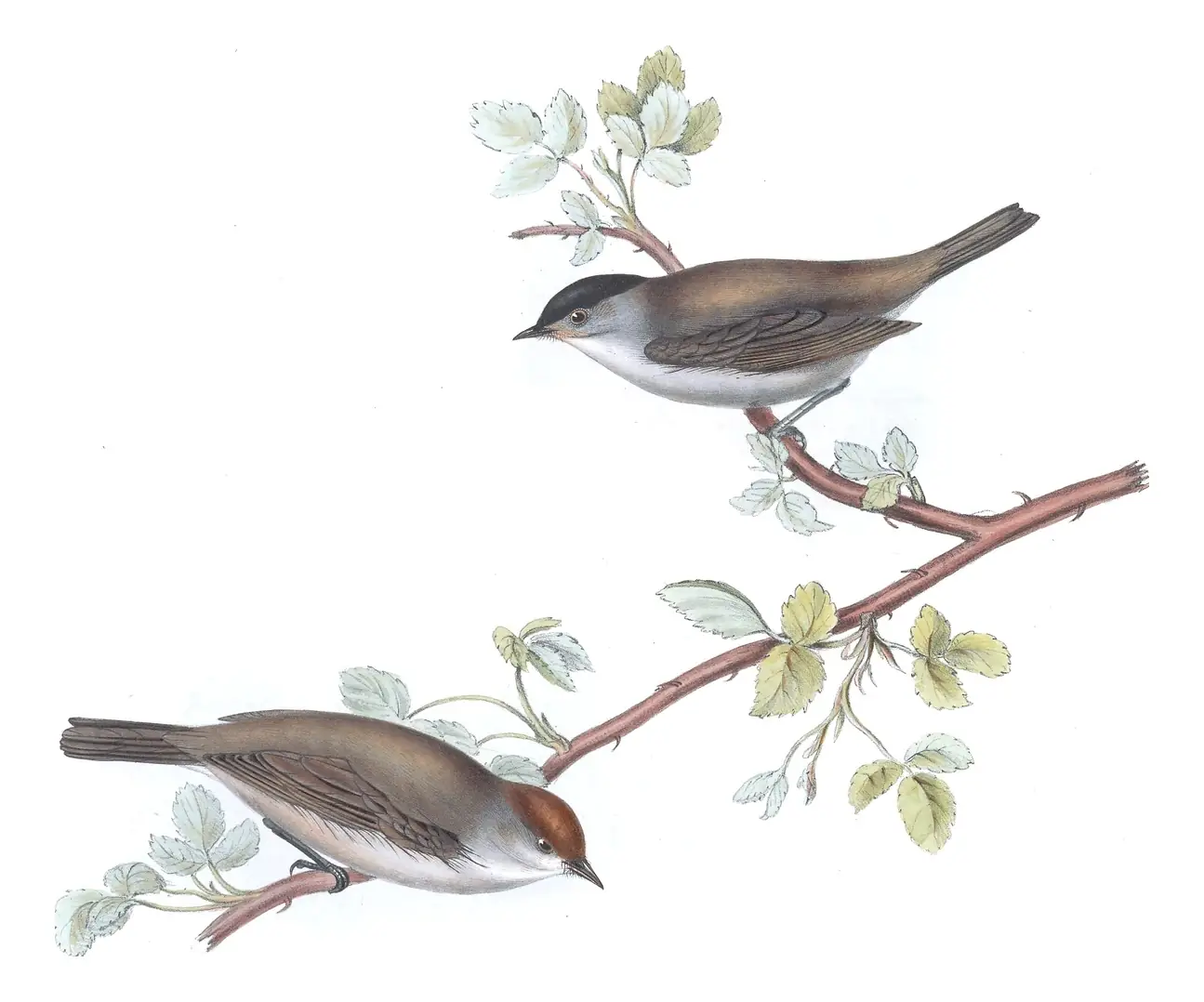 Plate 120 of Gould's The Birds of Europe: Eurasian Blackcap (Sylvia atricapilla)