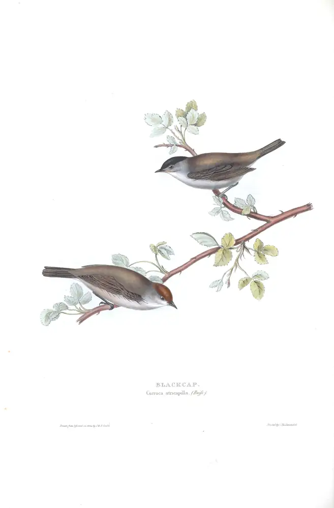 The whole sheet of plate 120, with its engraved caption