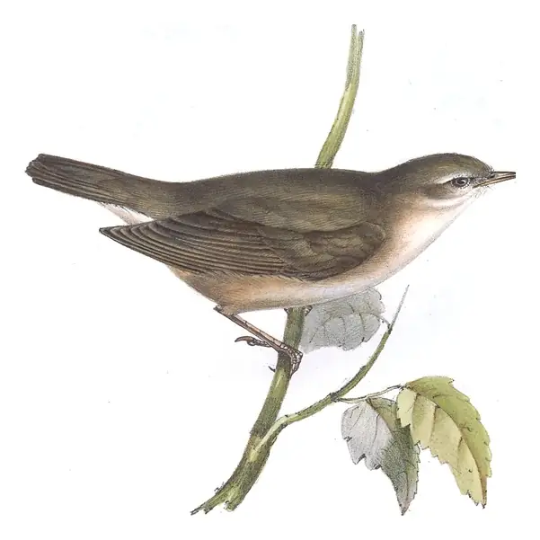 Plate 121 of Gould's The Birds of Europe: Garden Warbler (Sylvia borin)