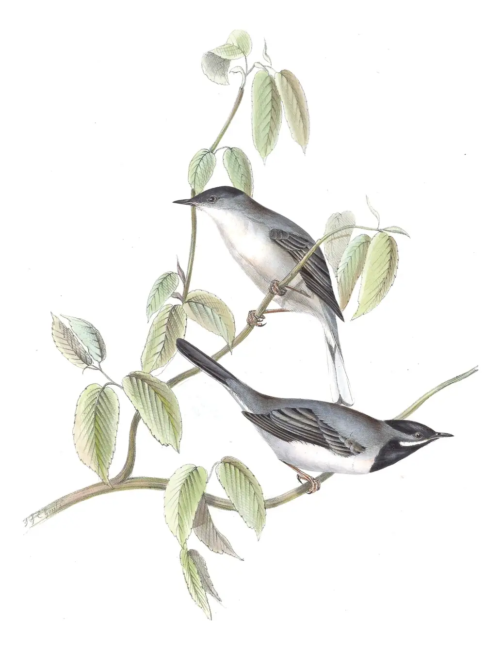 Plate 122 of Gould's The Birds of Europe: Rüppell's Warbler (Curruca ruppeli)