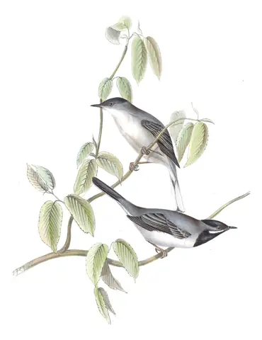 Plate 122 of Gould's The Birds of Europe: Rüppell's Warbler (Curruca ruppeli)