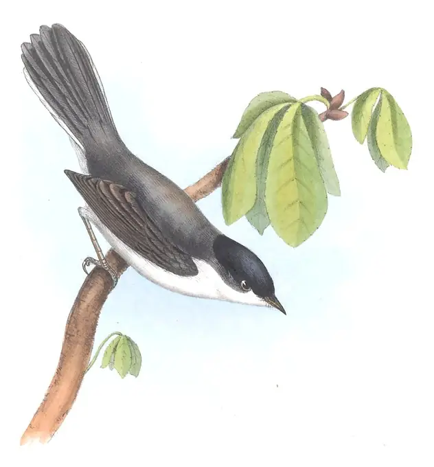 Plate 123 of Gould's The Birds of Europe: Sardinian Warbler (Curruca melanocephala)
