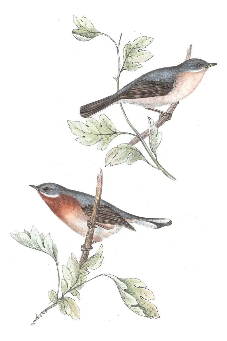 Plate 124 of Gould's The Birds of Europe: Eastern Subalpine Warbler (Curruca cantillans)