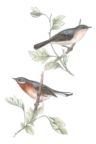 Plate 124 of Gould's The Birds of Europe: Eastern Subalpine Warbler (Curruca cantillans)