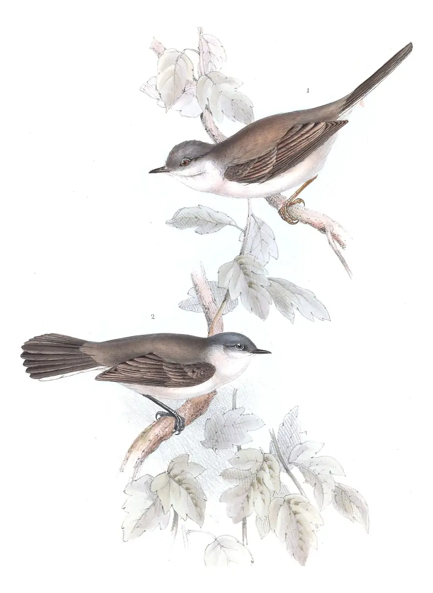 Plate 125 of Gould's The Birds of Europe: Greater Whitethroat (Curruca communis) and Lesser Whitethroat (Curruca curruca)