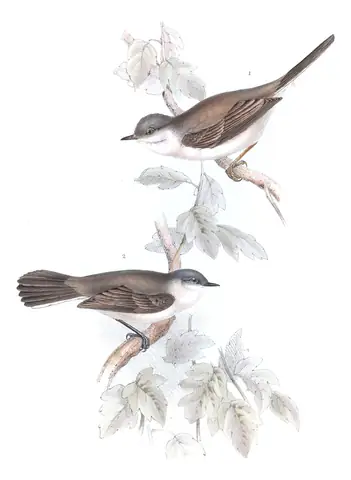 Plate 125 of Gould's The Birds of Europe: Greater Whitethroat (Curruca communis) and Lesser Whitethroat (Curruca curruca)