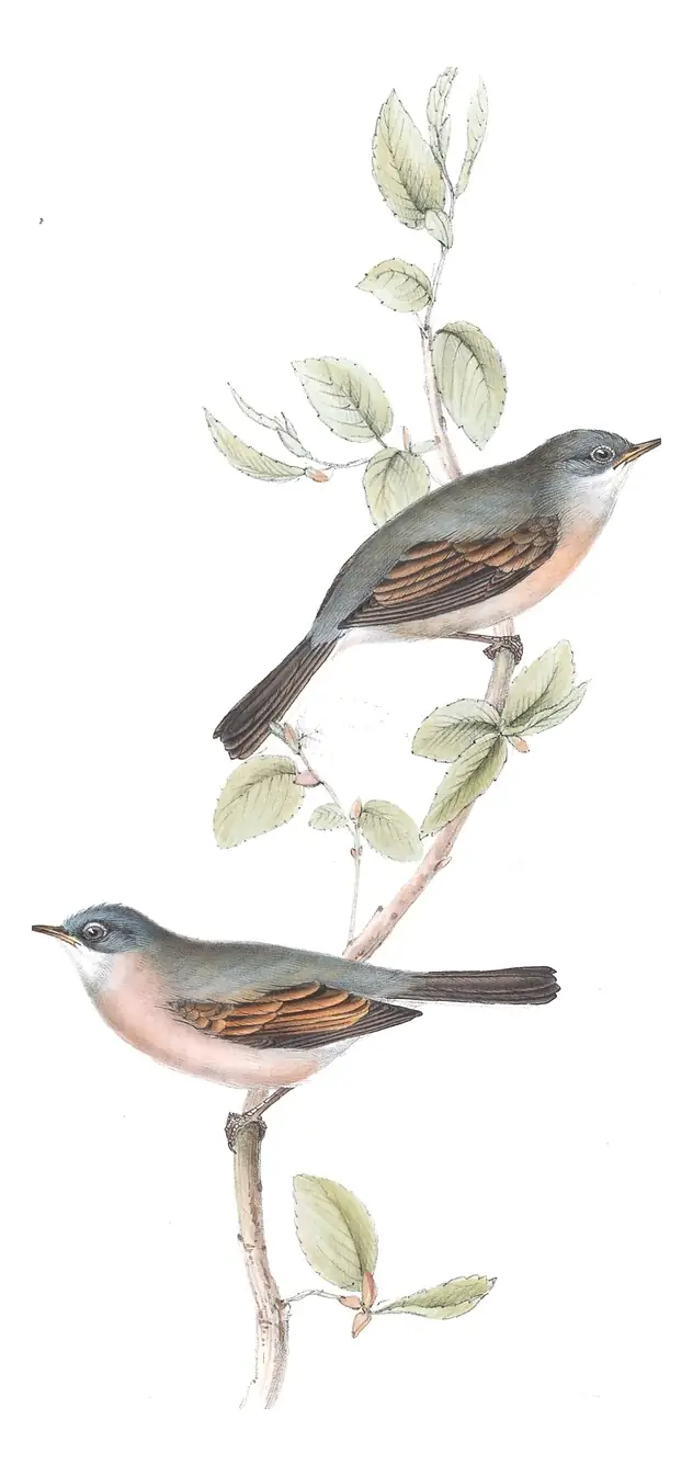 Plate 126 of Gould's The Birds of Europe: Spectacled Warbler (Curruca conspicillata)