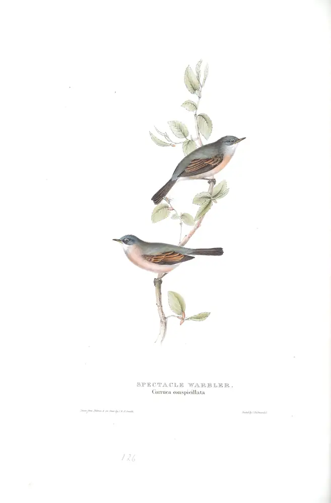 The whole sheet of plate 126, with its engraved caption