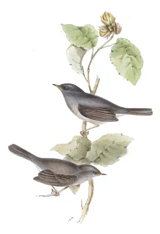 Plate 127 of Gould's The Birds of Europe: Marmora's Warbler (Curruca sarda)