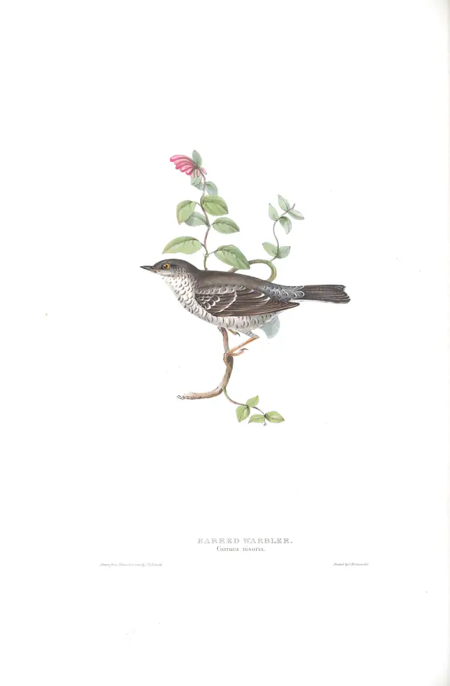 The whole sheet of plate 128, with its engraved caption