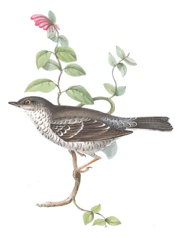 Plate 128 of Gould's The Birds of Europe: Barred Warbler (Curruca nisoria)