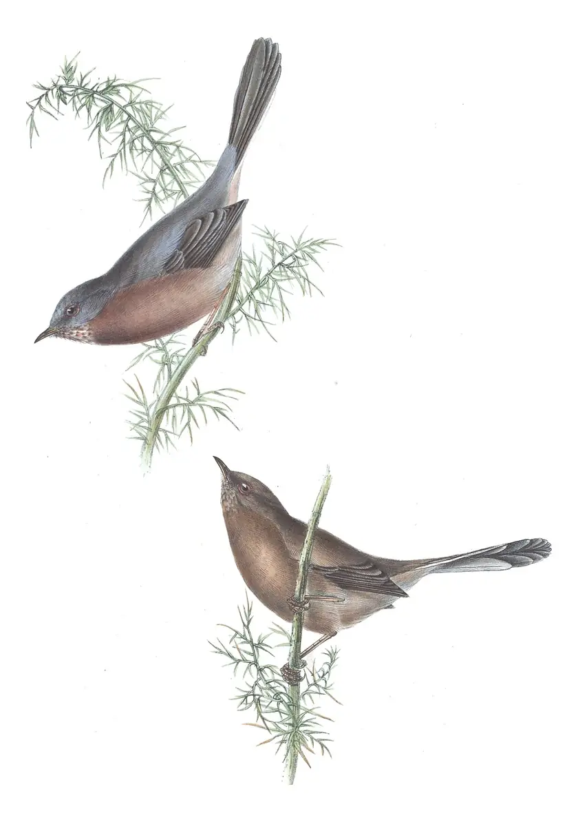 Plate 129 of Gould's The Birds of Europe: Dartford Warbler (Curruca undata)