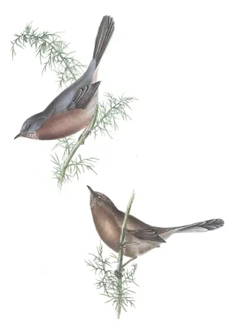 Plate 129 of Gould's The Birds of Europe: Dartford Warbler (Curruca undata)
