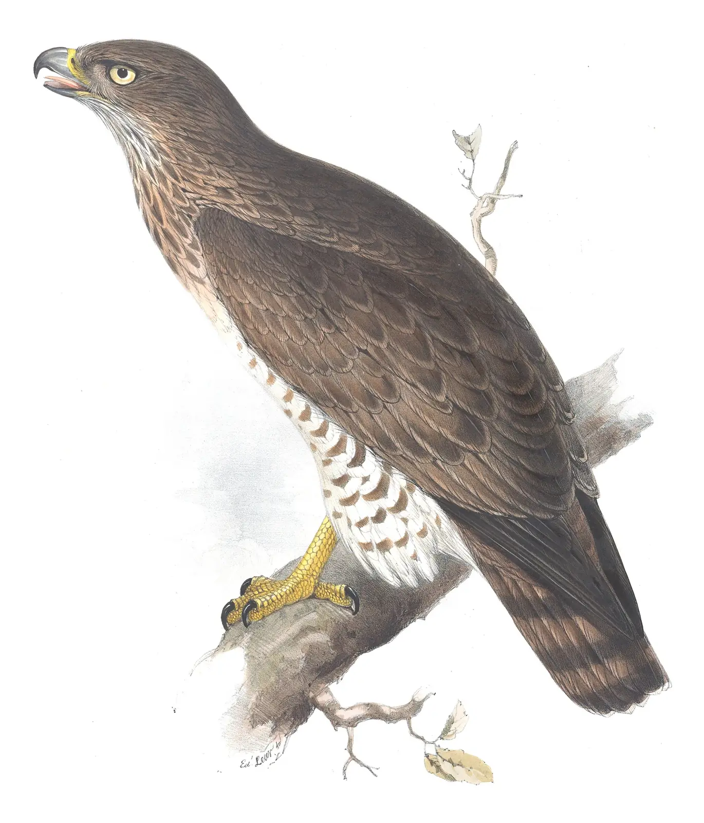 Plate 13 of Gould's The Birds of Europe: Short-toed Snake-Eagle (Circaetus gallicus)