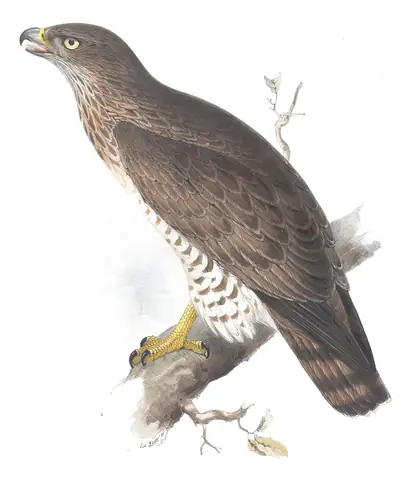Plate 13 of Gould's The Birds of Europe: Short-toed Snake-Eagle (Circaetus gallicus)