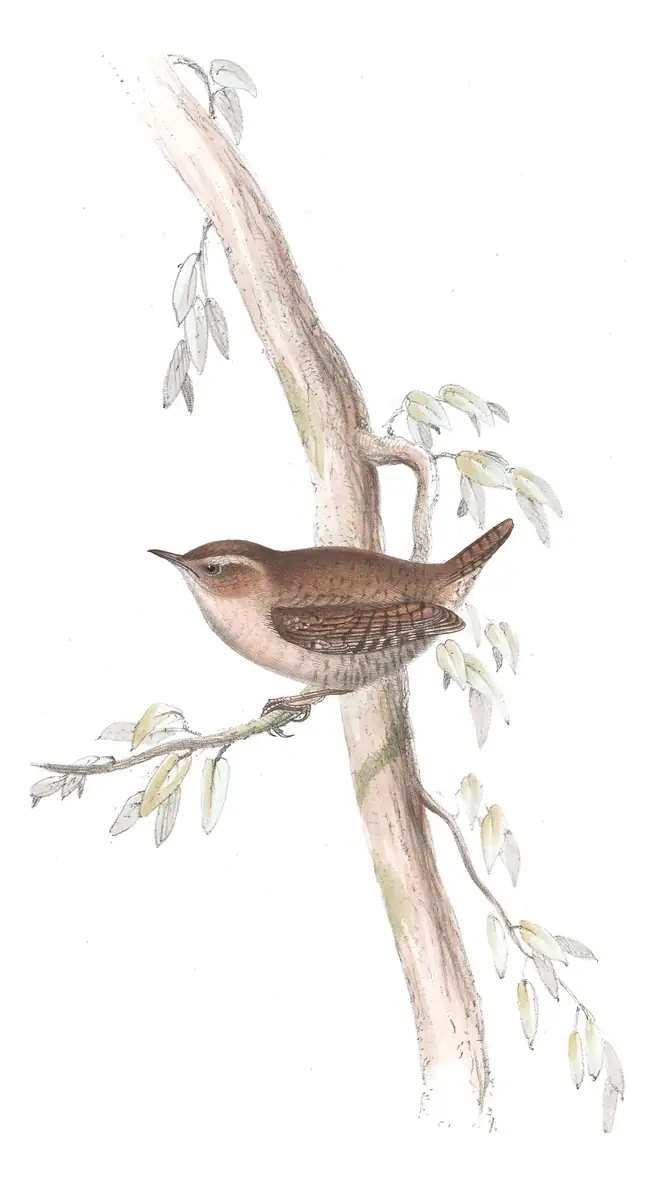 Plate 130 of Gould's The Birds of Europe: Eurasian Wren (Troglodytes troglodytes)