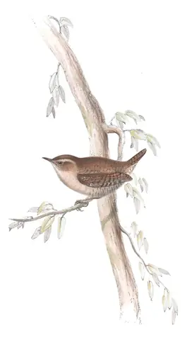 Plate 130 of Gould's The Birds of Europe: Eurasian Wren (Troglodytes troglodytes)