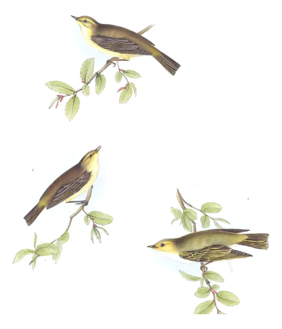 Plate 131 of Gould's The Birds of Europe: Willow Warbler (Phylloscopus trochilus), Common Chiffchaff (Phylloscopus collybita) and Wood Warbler (Phylloscopus sibilatrix)