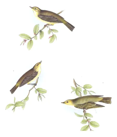 Plate 131 of Gould's The Birds of Europe: Willow Warbler (Phylloscopus trochilus), Common Chiffchaff (Phylloscopus collybita) and Wood Warbler (Phylloscopus sibilatrix)