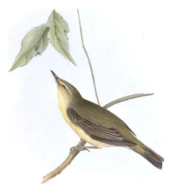 Plate 132 of Gould's The Birds of Europe: Willow Warbler (Phylloscopus trochilus)