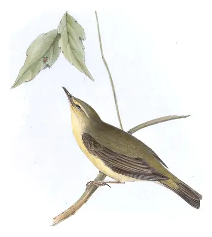 Plate 132 of Gould's The Birds of Europe: Willow Warbler (Phylloscopus trochilus)