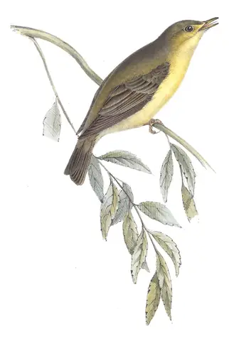 Plate 133 of Gould's The Birds of Europe: Icterine Warbler (Hippolais icterina)