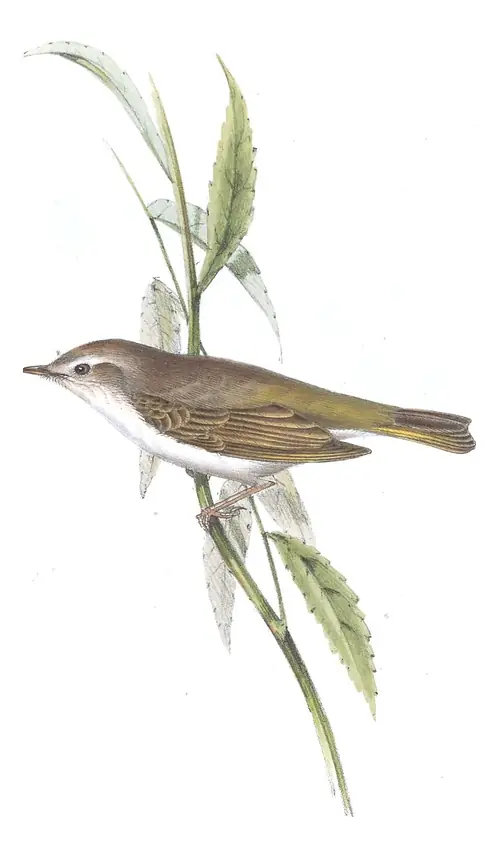 Plate 134 of Gould's The Birds of Europe: Western Bonelli's Warbler (Phylloscopus bonelli)