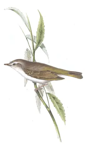 Plate 134 of Gould's The Birds of Europe: Western Bonelli's Warbler (Phylloscopus bonelli)