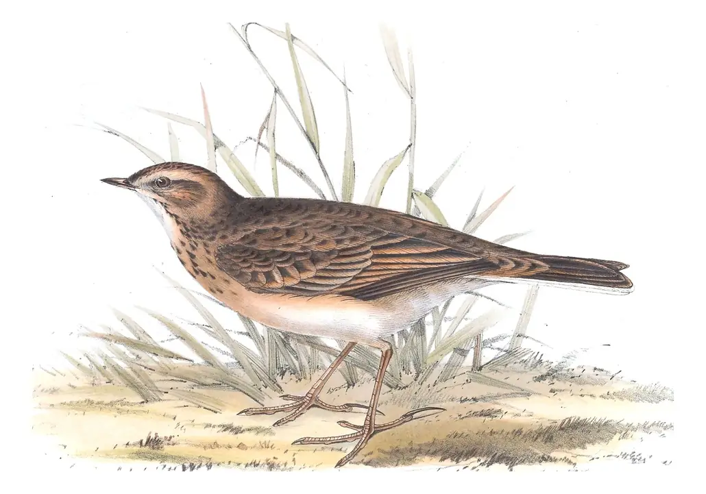 Plate 135 of Gould's The Birds of Europe: Richard's Pipit (Anthus richardi)